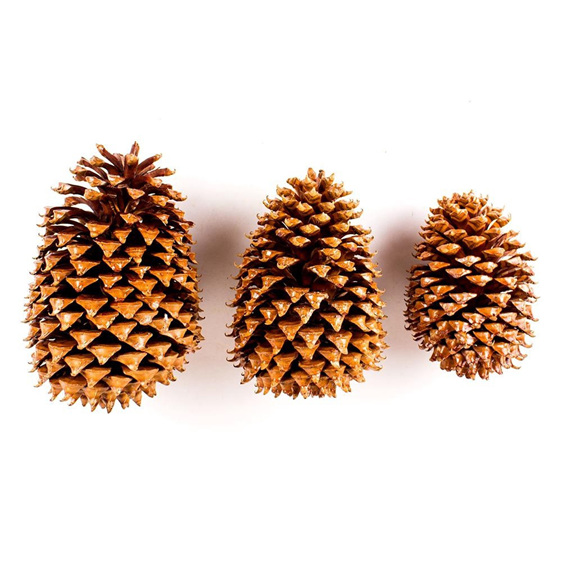 Big Pine Cone  - Varnished