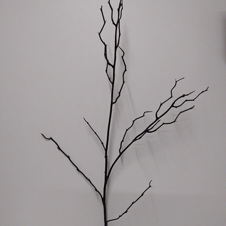 Birch twig  black 1054