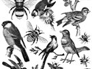 Birds and Bees IOD Decor Stamp