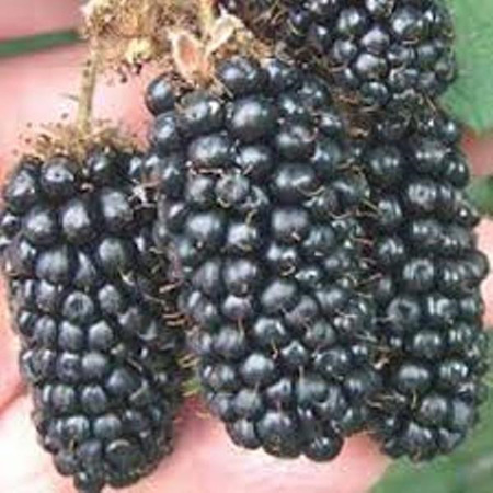 Blackberry Karaka Black