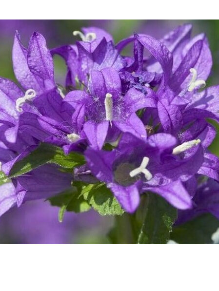 Blue, Lavender & Purple Flowers