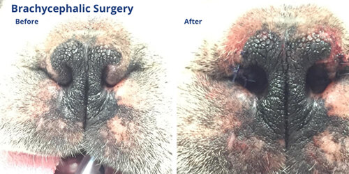 Brachycephalic surgery