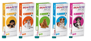 Bravecto spot-on for dogs - treats fleas and ticks