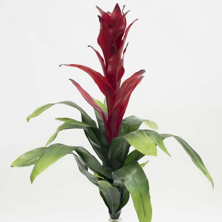 Bromeliad Plant 4067
