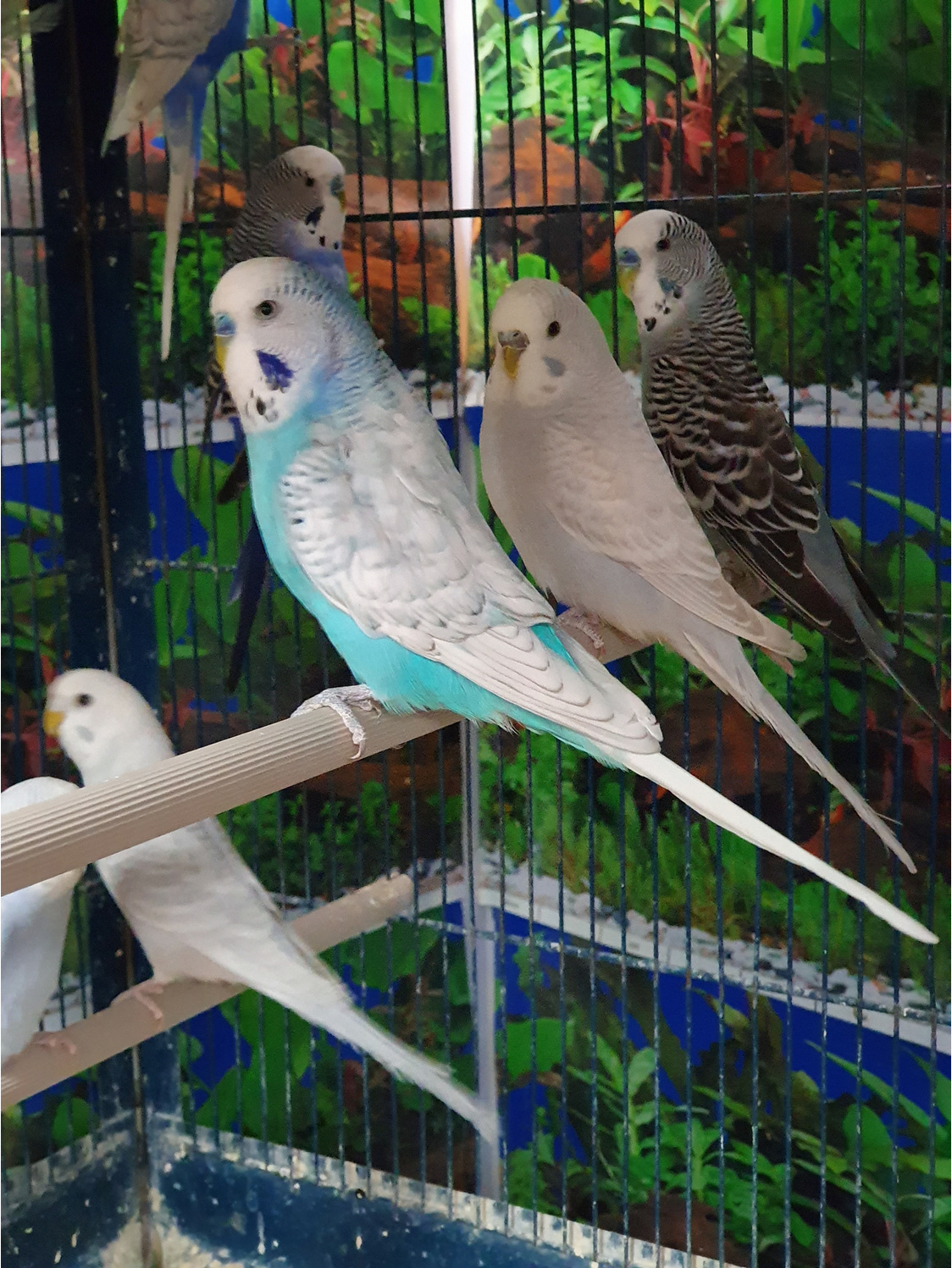 Budgies - Pets Alive