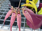 Bulbophyllum Elizabeth "Ann Buckleberry "