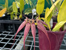 Bulbophyllum Elizabeth "Ann Buckleberry "