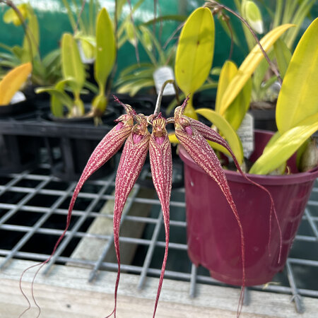 Bulbophyllum Elizabeth Ann Buckleberry