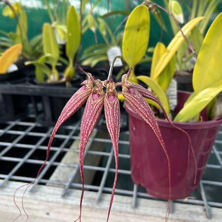 Bulbophyllum Elizabeth "Ann Buckleberry "