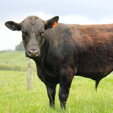 bulls and cows mating