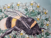 "Bumble Bee + Hector's Daisy" A4 print