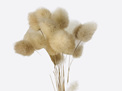 BUNNY TAILS - NATURAL