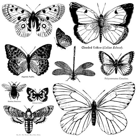 Butterflies IOD Decor Stamp