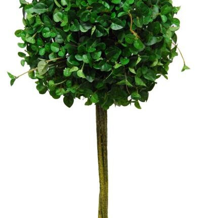 Button Ivy Standard Topiary 1222