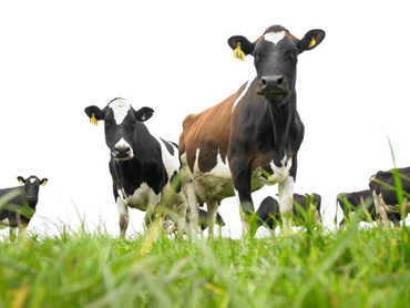 BVD in dairy herds