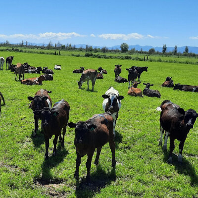 BVD Screening Calves