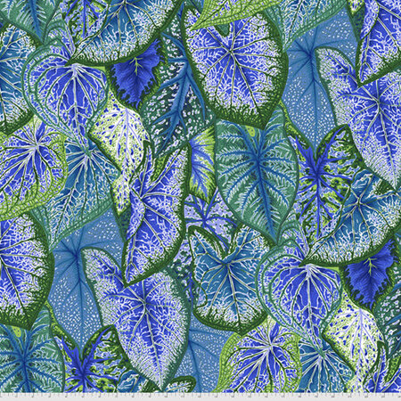 Caladiums Blue PWPJ108122