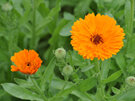 Calendula Mix