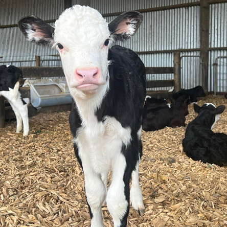 Calf debudding with sedation