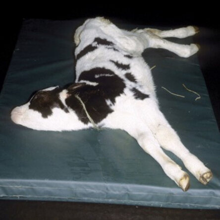 Calf displaying opisthotonos posture