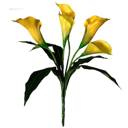 Calla Lily Plant 1461