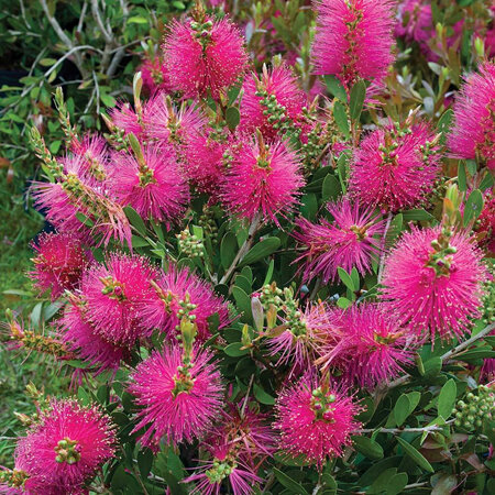 Callistemon Hot Pink