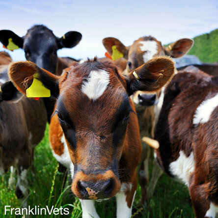 Calves parasite management