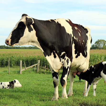 calving welfare