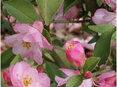 Camellia Alpen Glo