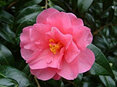 Camellia Brian