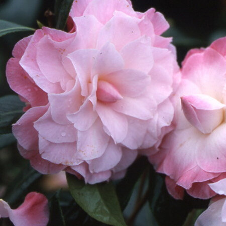 Camellia Buttons and Bows
