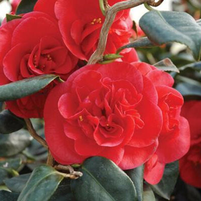 Camellia Curly Lady