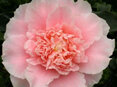 Camellia Elegans Splendour