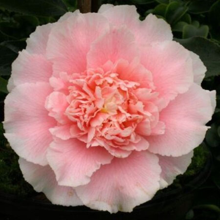 Camellia Elegans Splendour