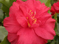 Camellia Holly Bright