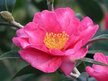 Camellia Kanjiro (Hirui)