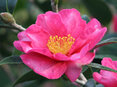 Camellia Kanjiro (Hirui)