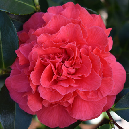 Camellia Kramer's Supreme