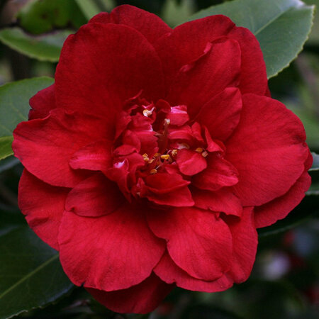 Camellia Midnight