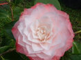Camellia Nuccio's Pearl