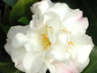 Camellia Scentuous
