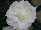 Camellia Silver Dollar