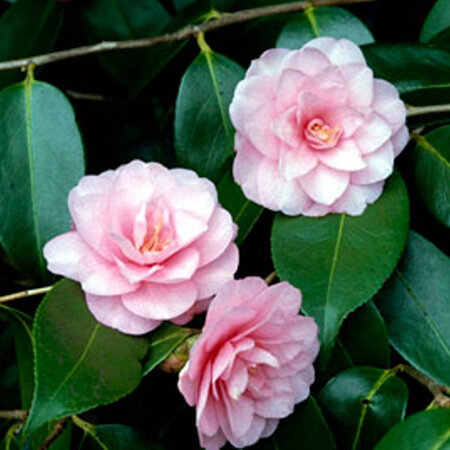Camellia Spring Festival