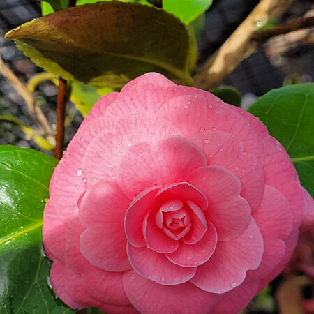Camellia Wilamina