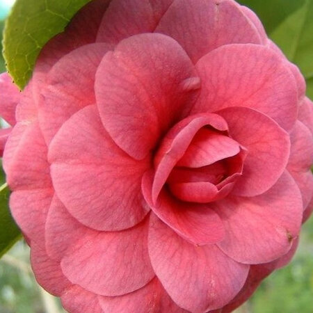 Camellia Zambo