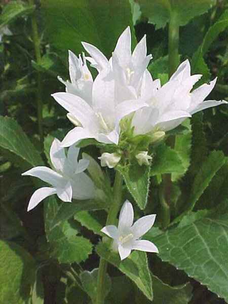 Campanula glomerata alba