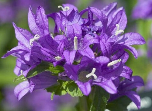 Campanula glomerata 'Superba'