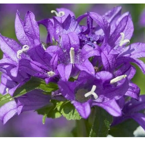 Campanula glomerata 'Superba'