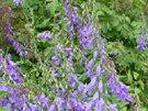 Campanula rapunculoides