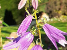 Campanula rapunculoides